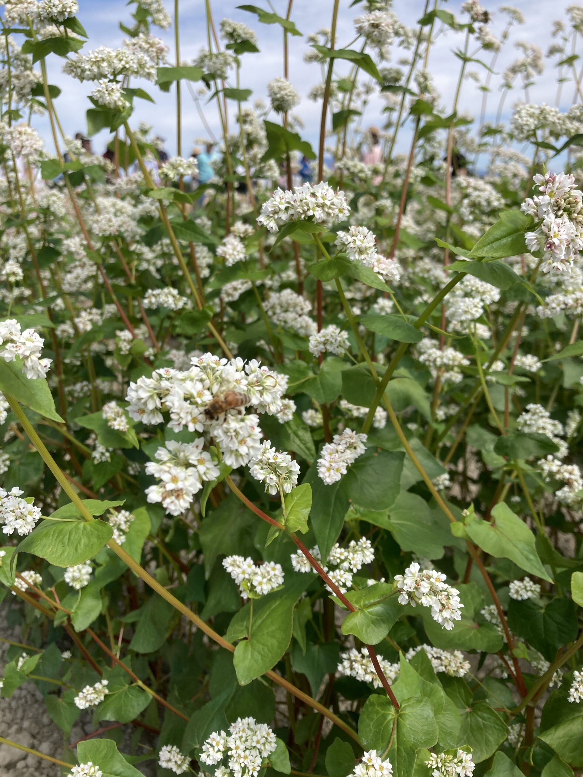 Close-up of buckwheat plants and flowers with a bee on one flower.