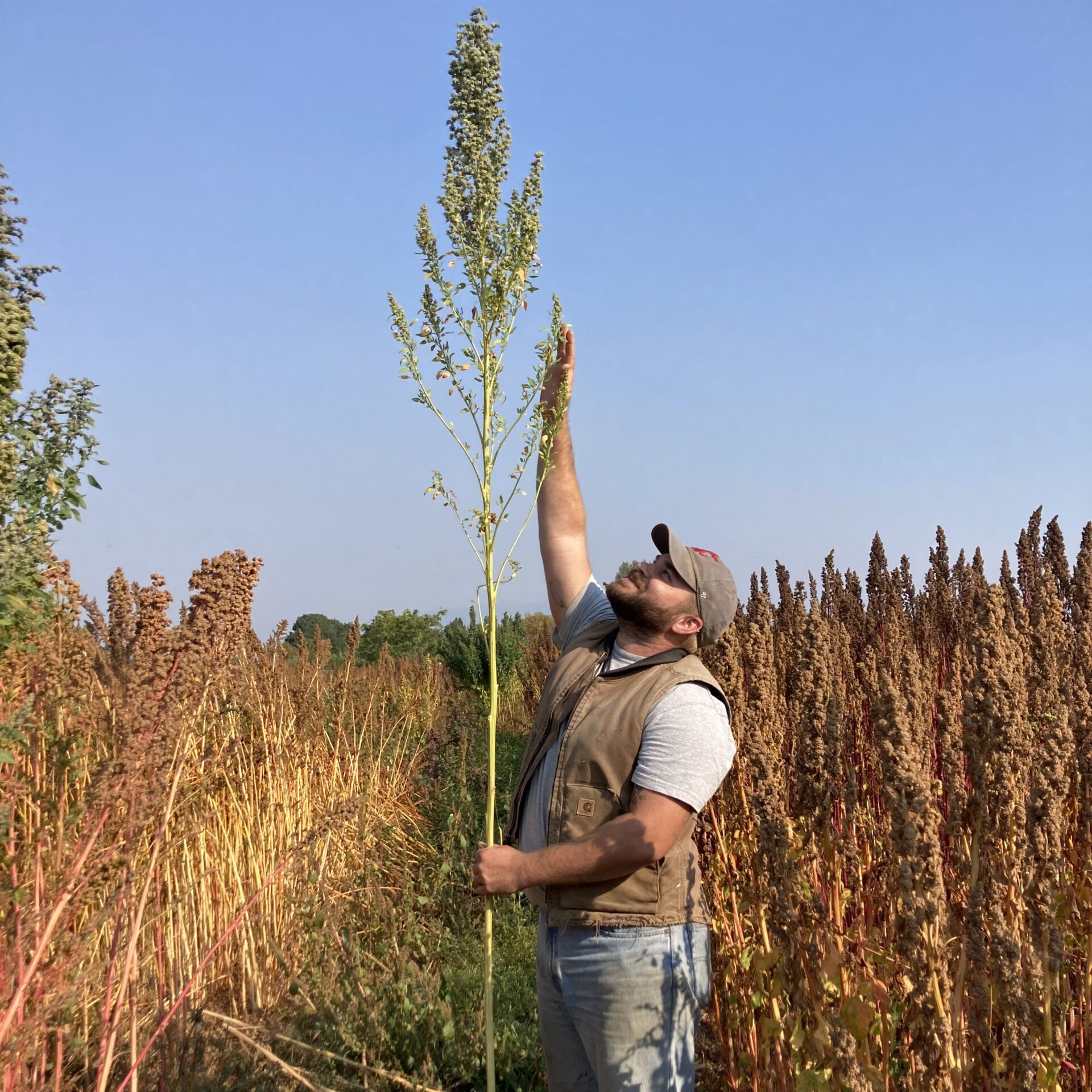 Evan Domsic standing in a quinoa field, reaching toward the top of a tall quinoa plant that towers over him