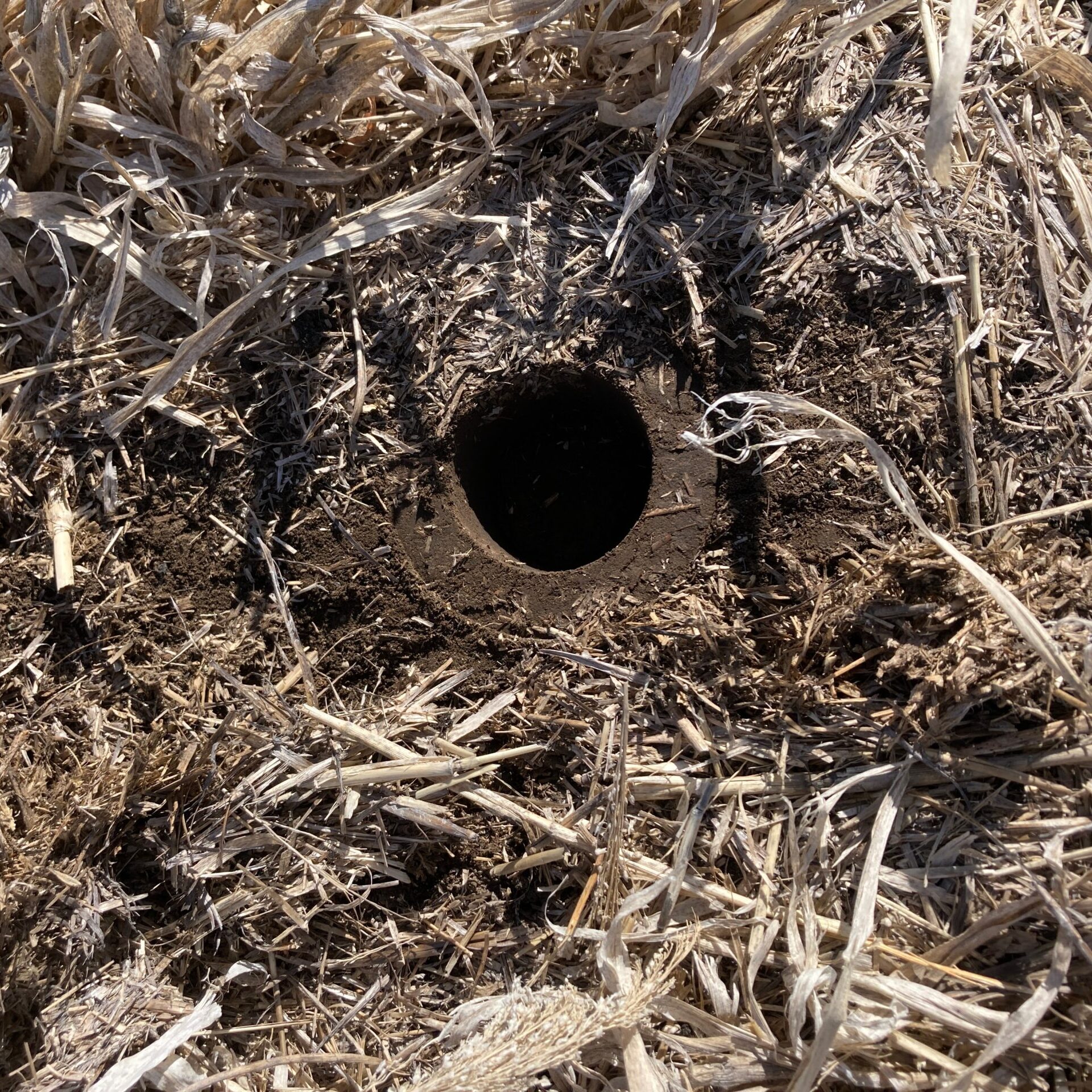 Soil surface with residue cover taken from above. In the middle of the photos is a whole where a soil core was removed.