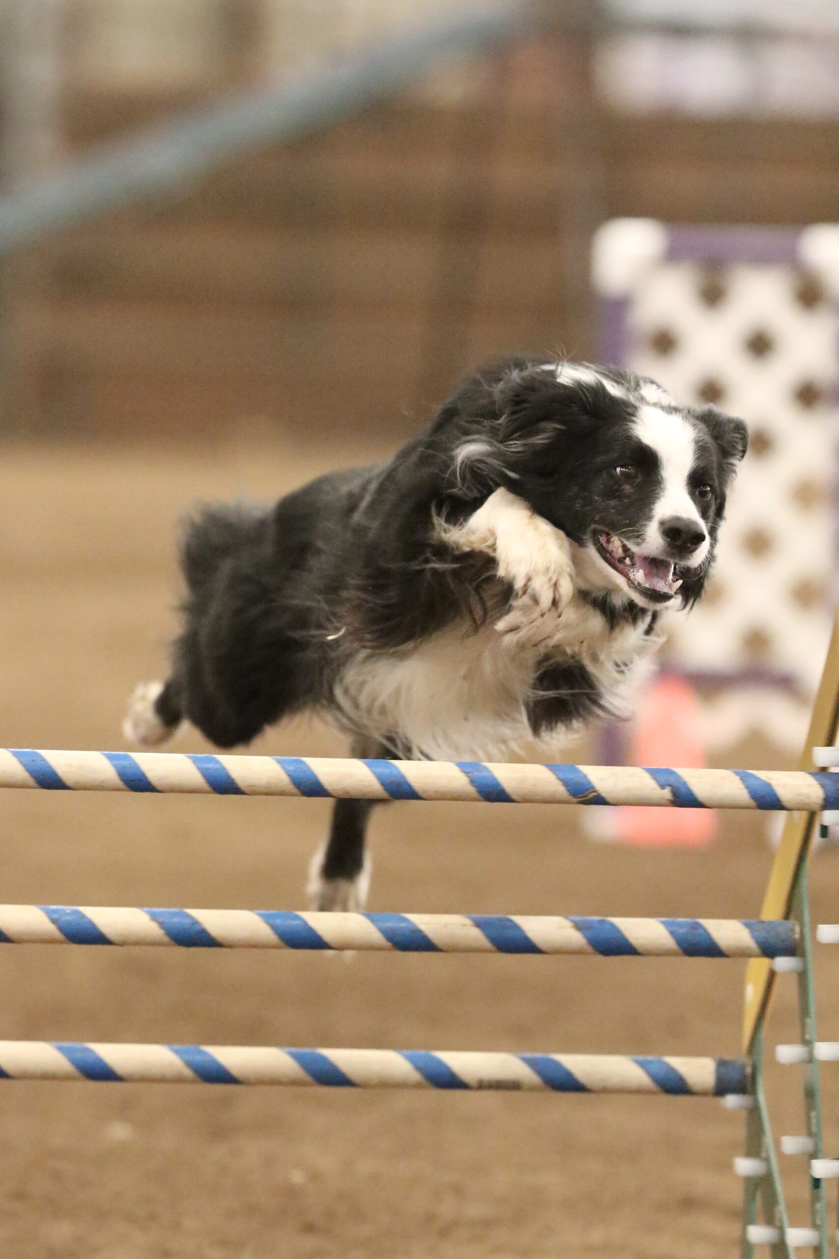A black-and-white dog jumps over a pair of striped agility bars inside an indoor arena, captured mid-air with its front legs tucked and ears flowing back.