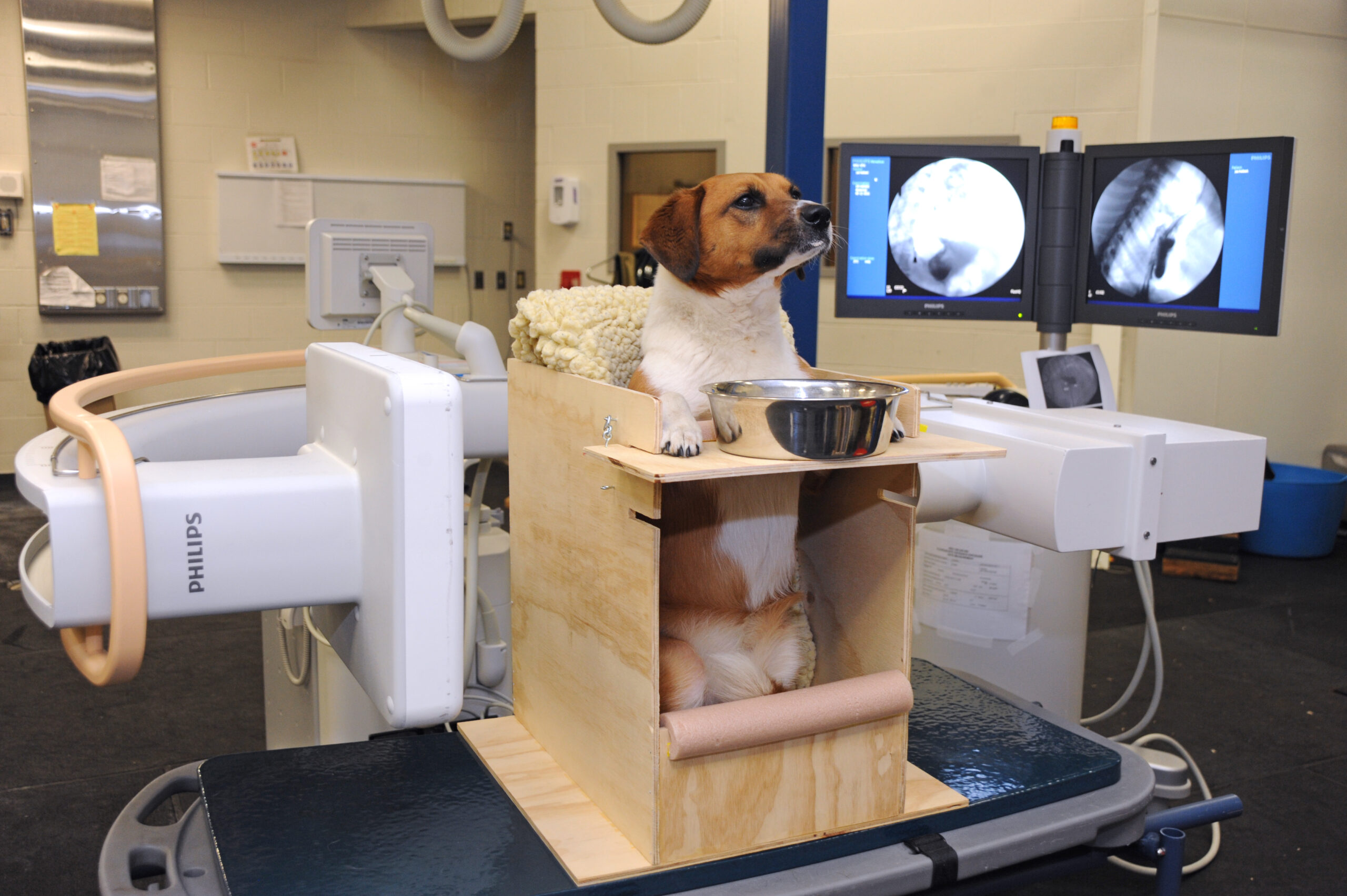 Jillian's dog being treated at the Teaching Hospital.