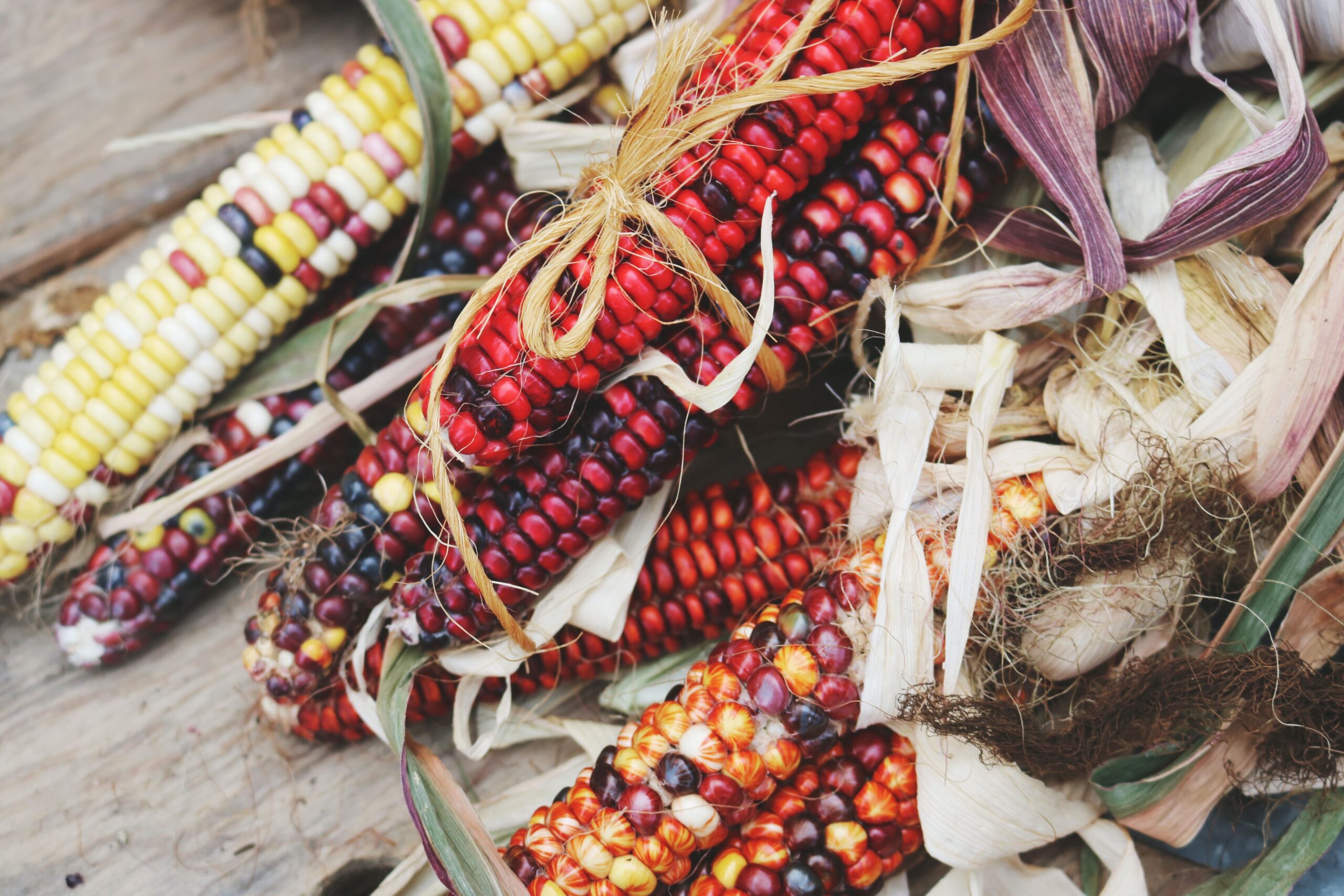 Closeup of multicolored ears of corn.