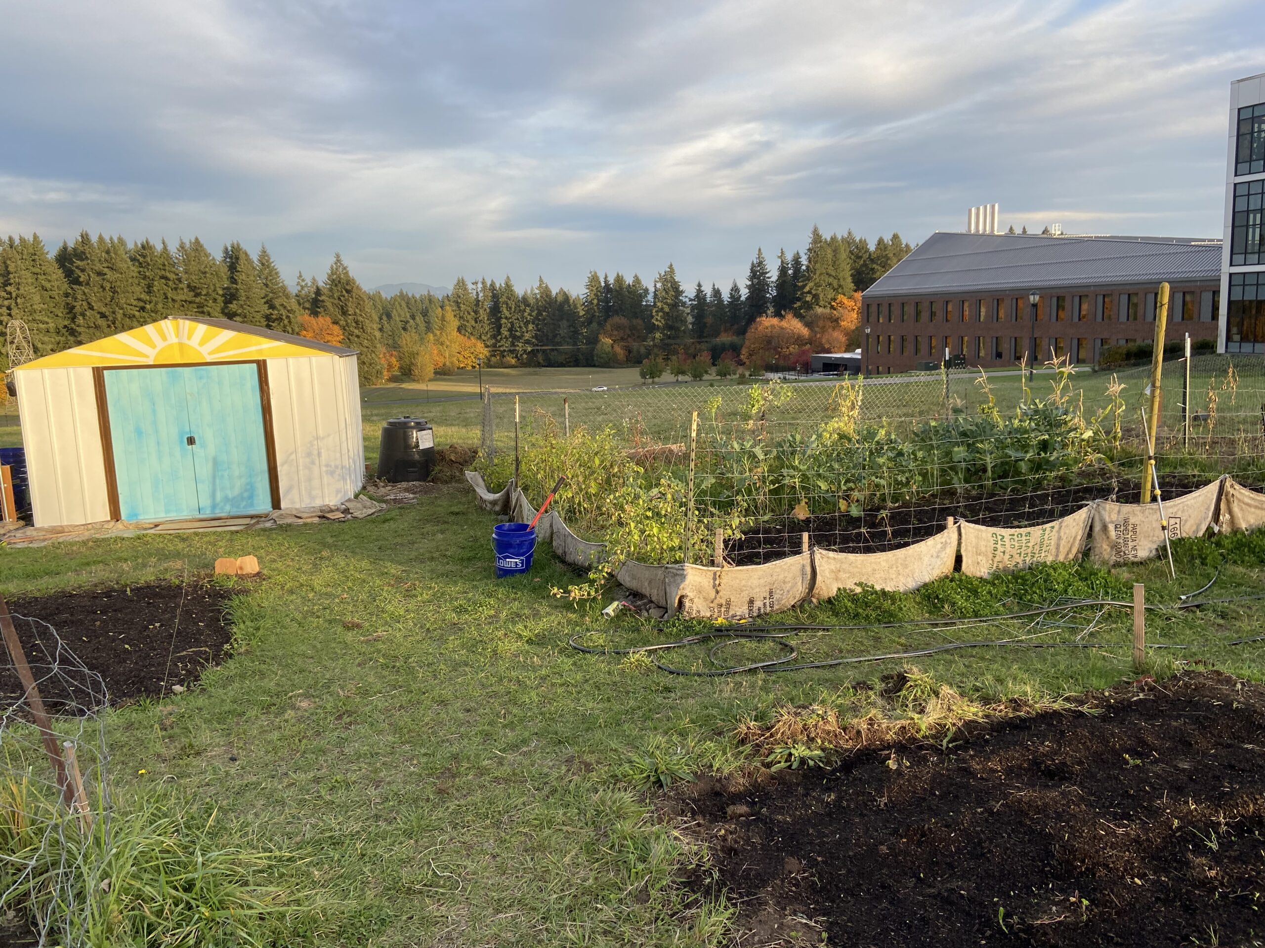 A photo of the garden, with a painted shed with a blue door and a garden bed encircled by a fence with the image facing the Life Sciences Building on the WSU Vancouver campus.