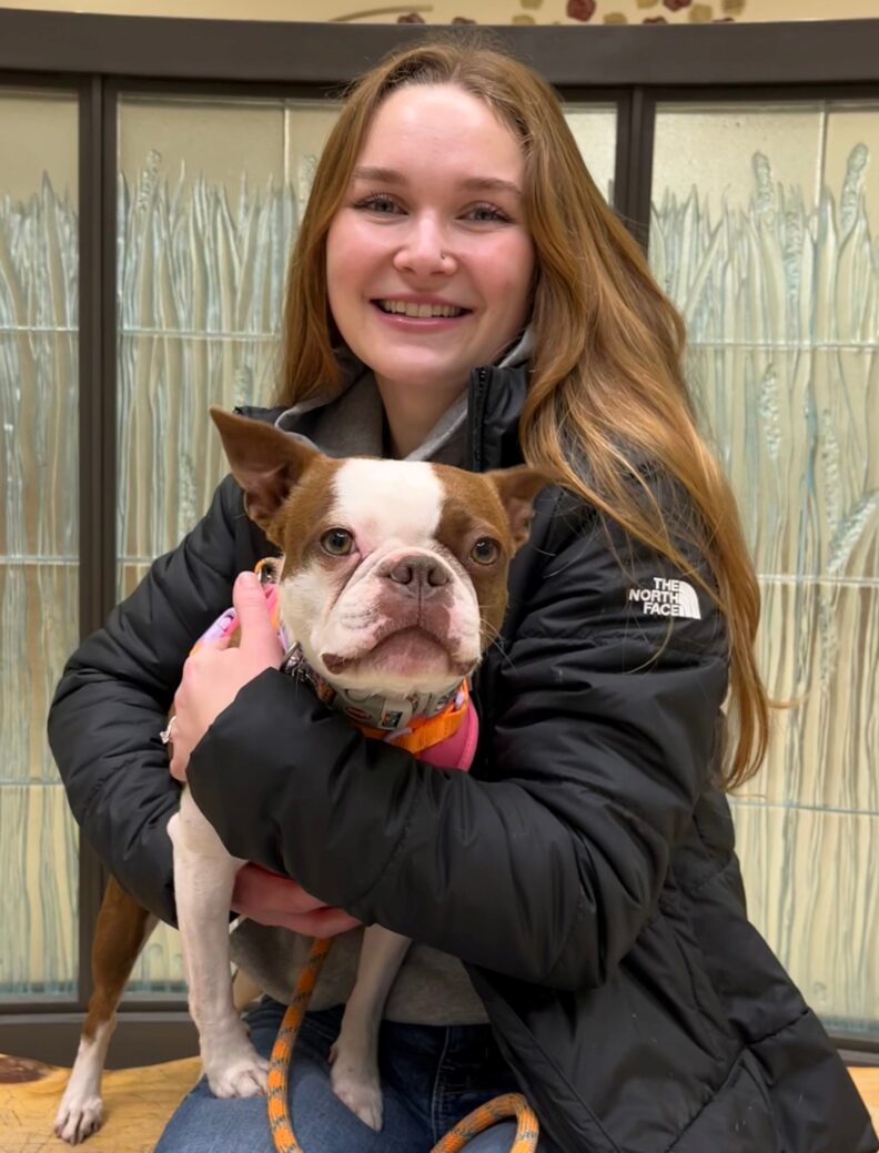 Toast, a brown and white pug mix.