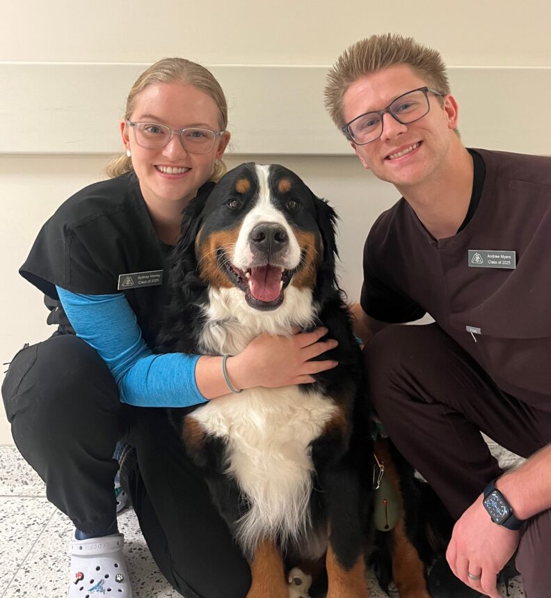 Cache, a Burmese Mountain dog, soaking up the love from two fourth year vet students.