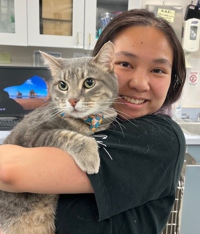 Goose, a gray tabby with yellow eyes, is being held by someone in a veterinary hospital.