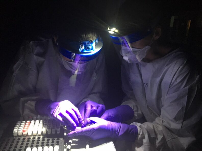Dr. Seifert and her colleague wear PPE and headlamps in the Congo rainforest while collecting samples from bats for virus surveillance.