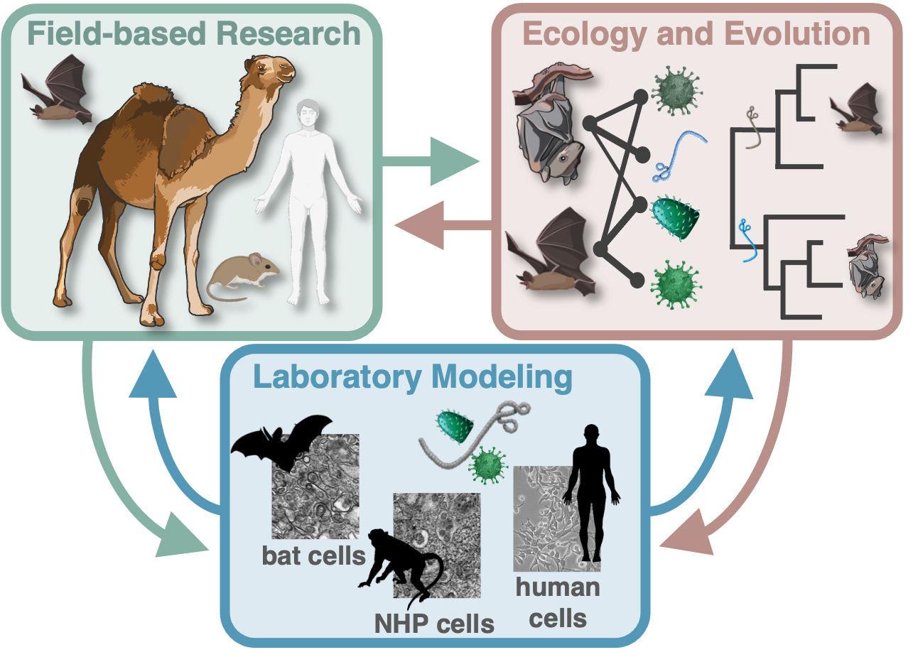 Molecular Ecology of Zoonotic and Animal Pathogens | Washington State ...