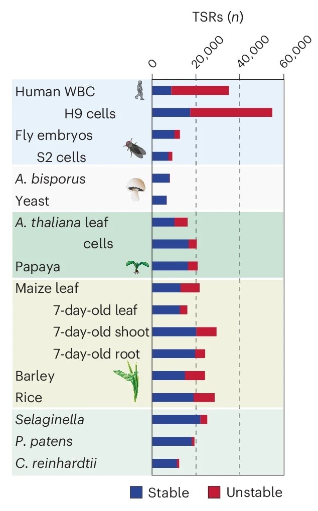 Image of a bargraph showing the number of transcription start region that are stable (in blue) and unstable (in red) for the following species and their samples: Human WBC and H9 cells, Fly embryos and S2 cells, A. bisporus, Yeast, A. thaliana leaf and cells, Papaya, Maize leaf, 7-day-old leaf 7-day-old shoot, and 7-day-old root, Barley, Rice, Selaginella, P. patens, and C. reinhardtii.