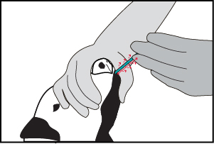 Artistic illustration of a person holding a dog's muzzle closed while getting the sample.