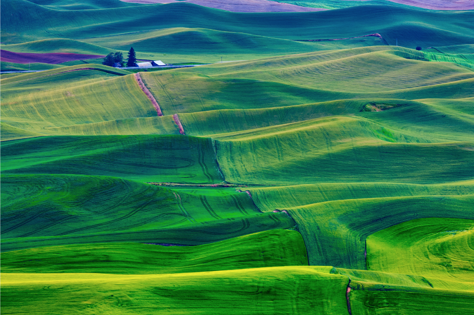 Rolling hills of the Palouse.