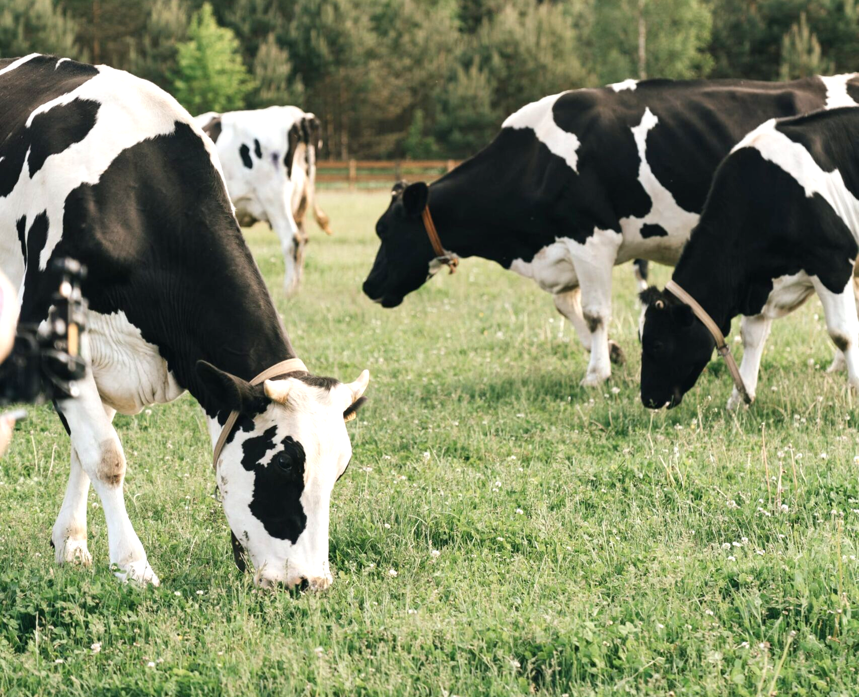 Holstein cows grazing in a grassy field.