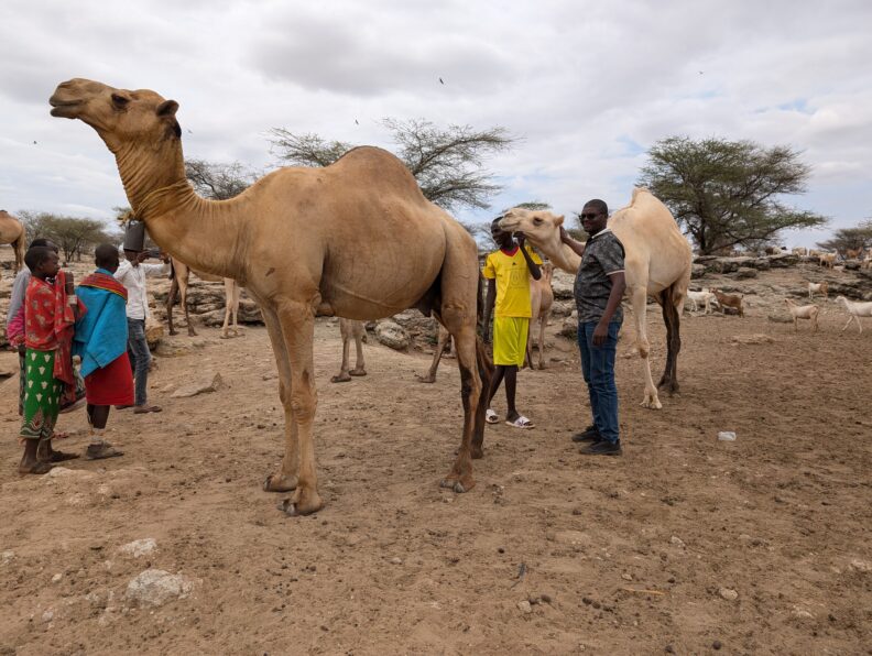Catching up with herders from the Rendille Tribe in Northern Kenya at one of their key watering areas. Image links to larger version.