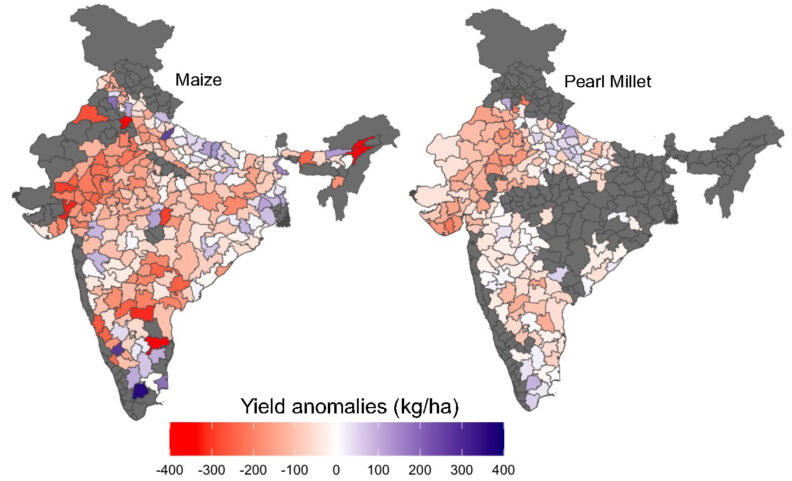 El Niño-driven variability in yields of two cereals grown during the Indian summer monsoon season. Image links to larger version.