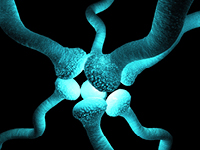 Neuromuscular junction