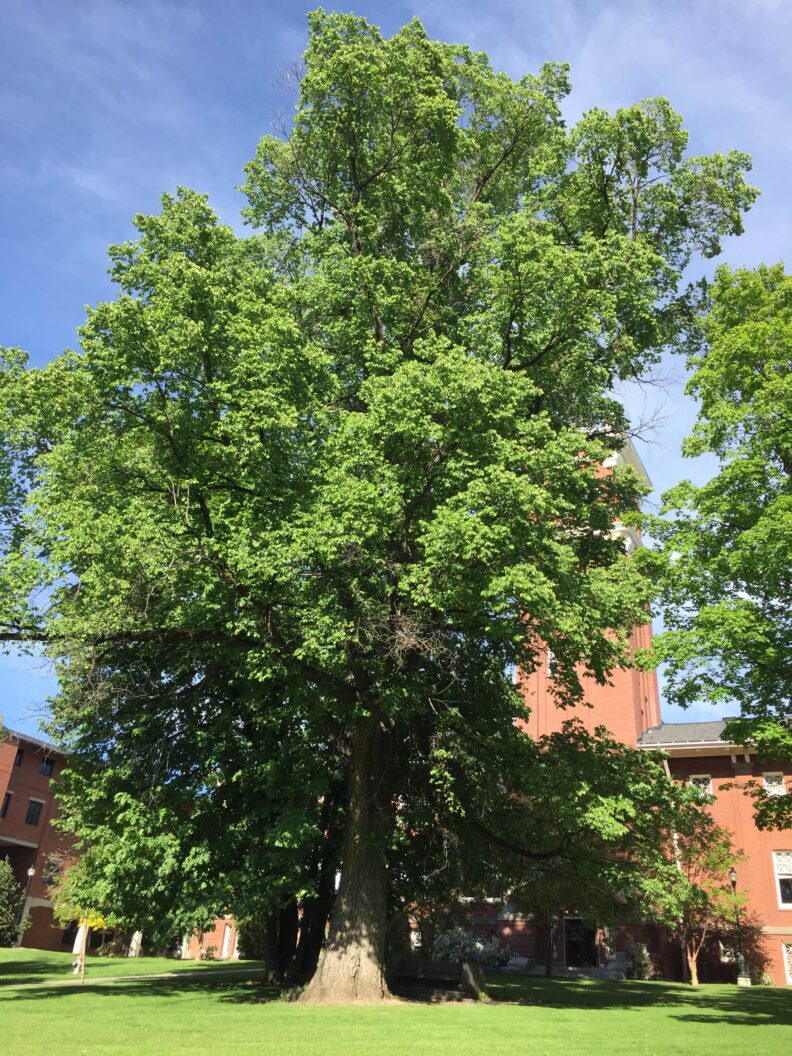 Lowell Elm tree.