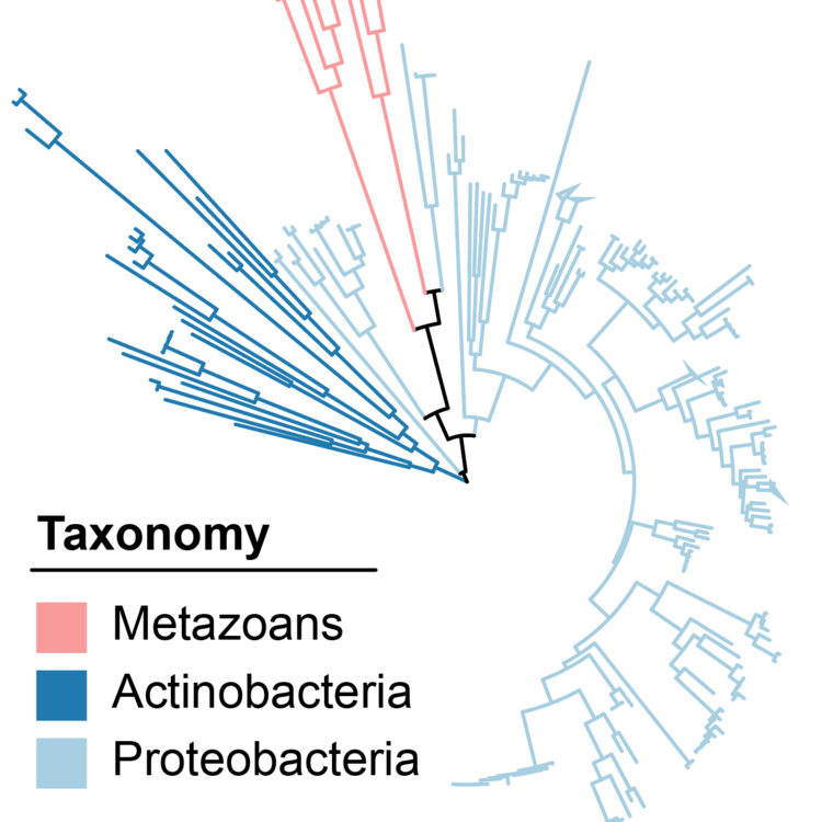 phylogenetic tree showing horizontal gene transfer from bacteria to animals