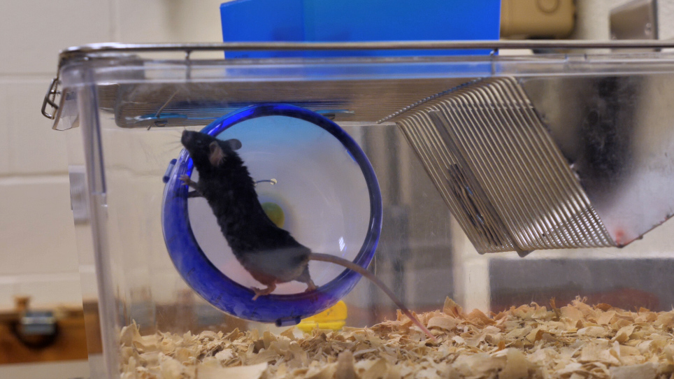 Mouse running on a wheel.