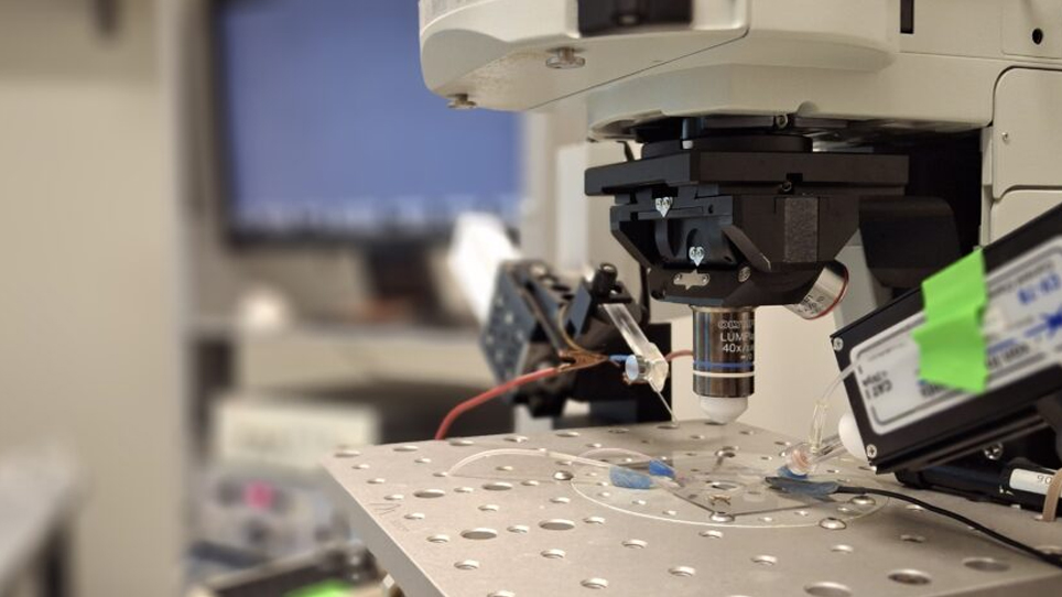 Electrophysiology recording, patch clamp.