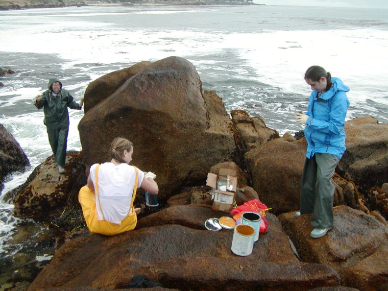 Students sampling mussels in the intertidal zone