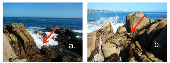Images of wave-exposed (left) and wave-protected (right) rocky intertidal field sites