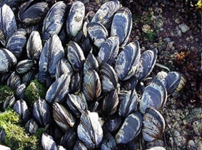 Close up image of mussels in the intertidal zone. 