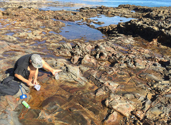 Student sampling copepods at an intertidal site. 