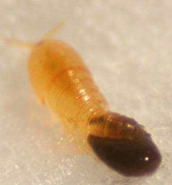 Close-up view of female Tigriopus californicus with egg sac