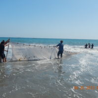 Beach seining with marine biology students. 