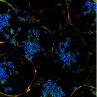 Fluorescence of embryonic copepods inside an egg sac. 