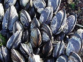 Close-up of mussels in the intertidal zone