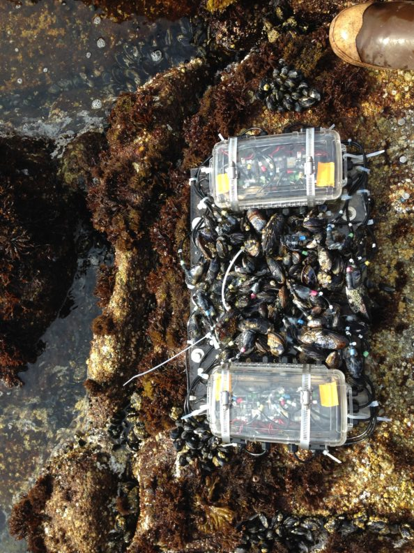 MusselTracker devices attached to animals in the intertidal zone. 