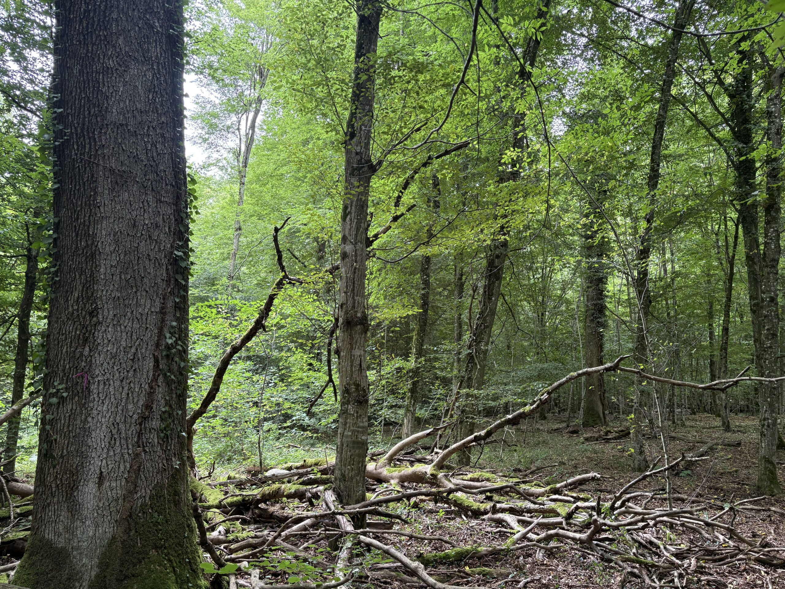 photograph of trees in a forest