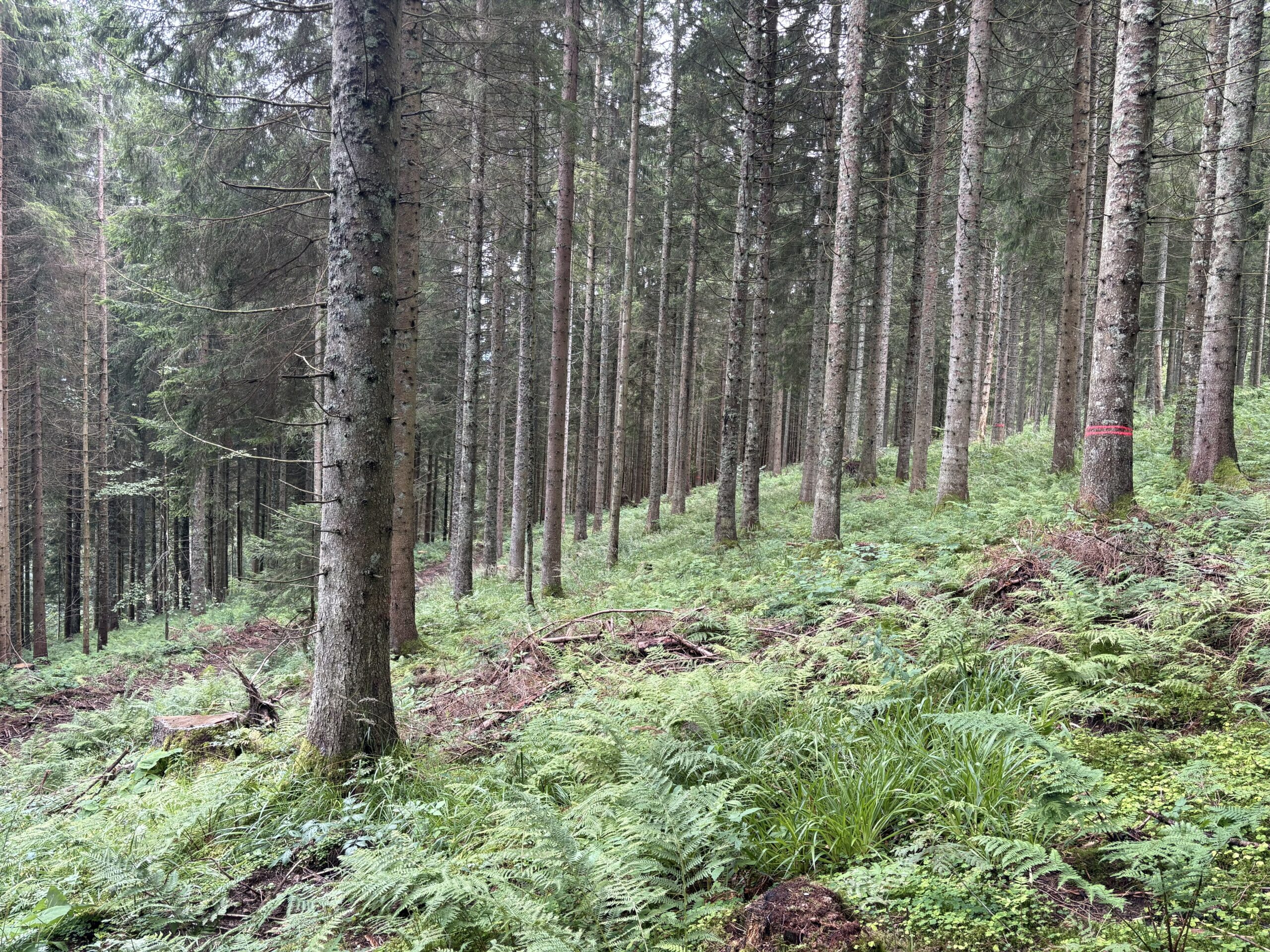 photograph of trees in a forest