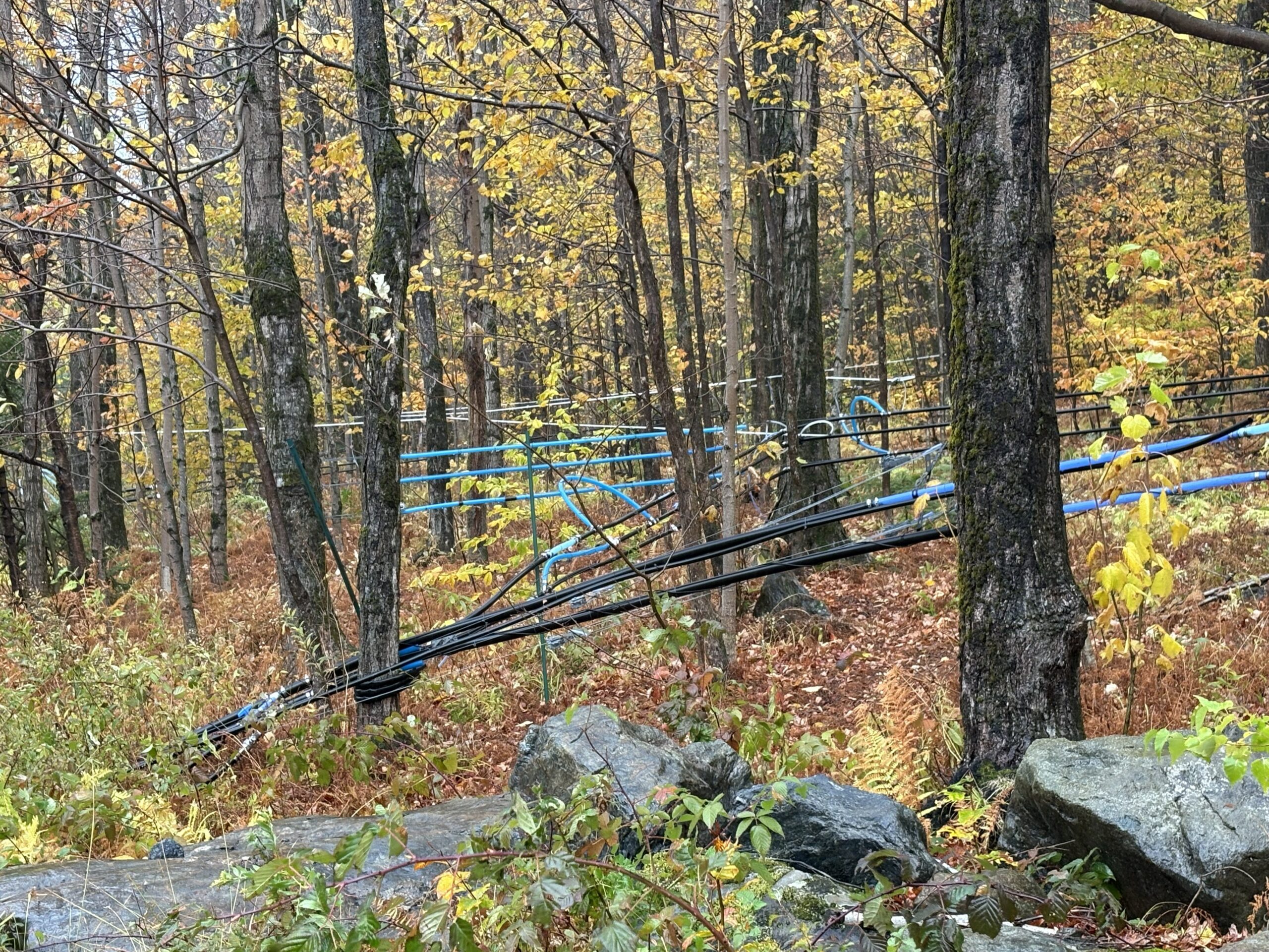 Photograph of maple sap collection tubes in a maple forest
