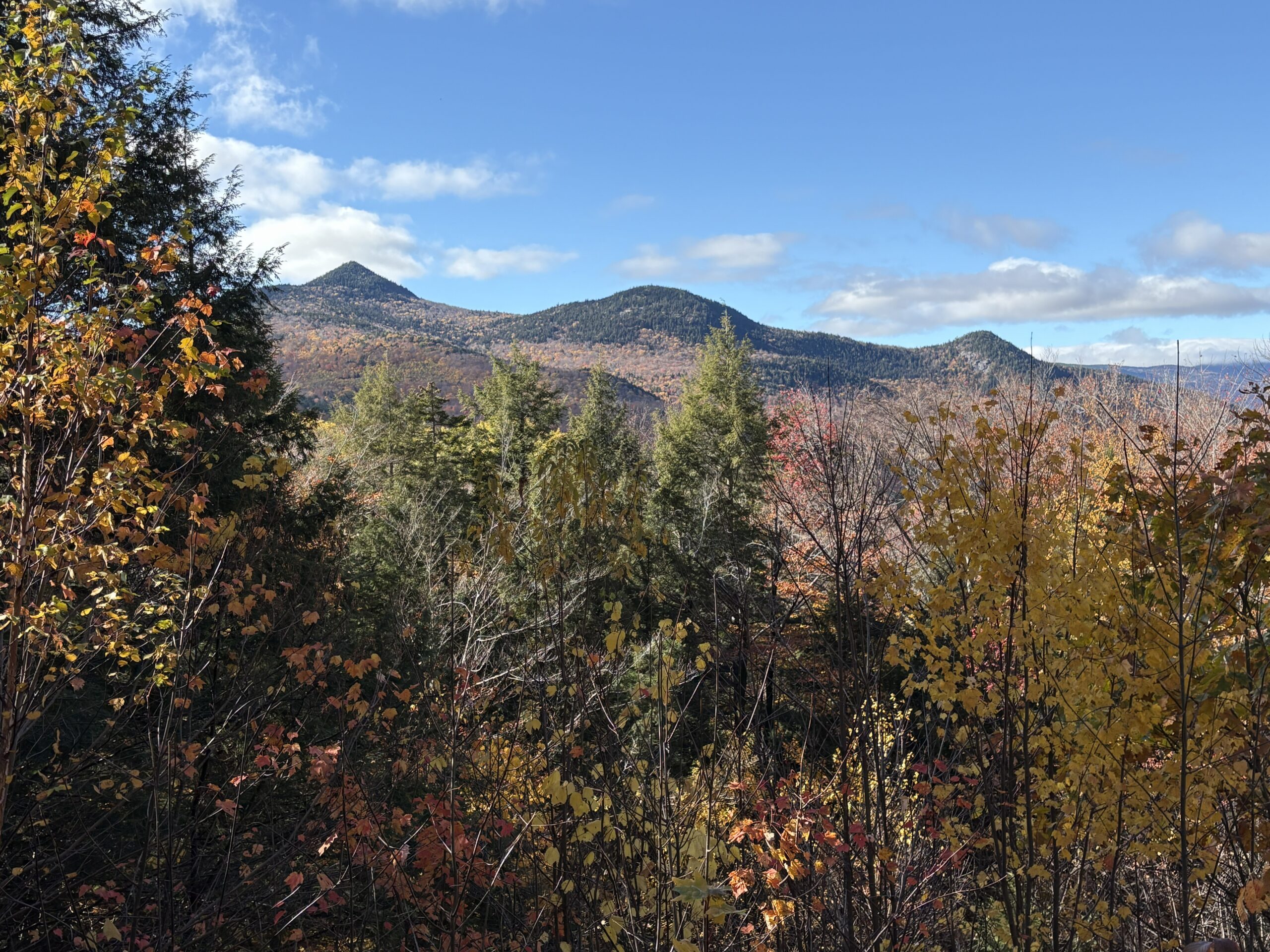 Photograph of forest covered mountains with trees in the foreground