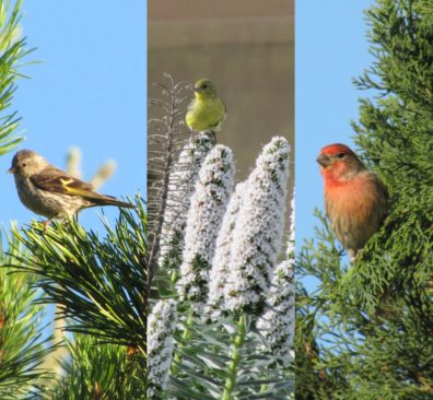 Image of three finches: a pine siskin, a lesser goldfinch, and a house finch.