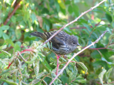 A pine siskin perched in a bush