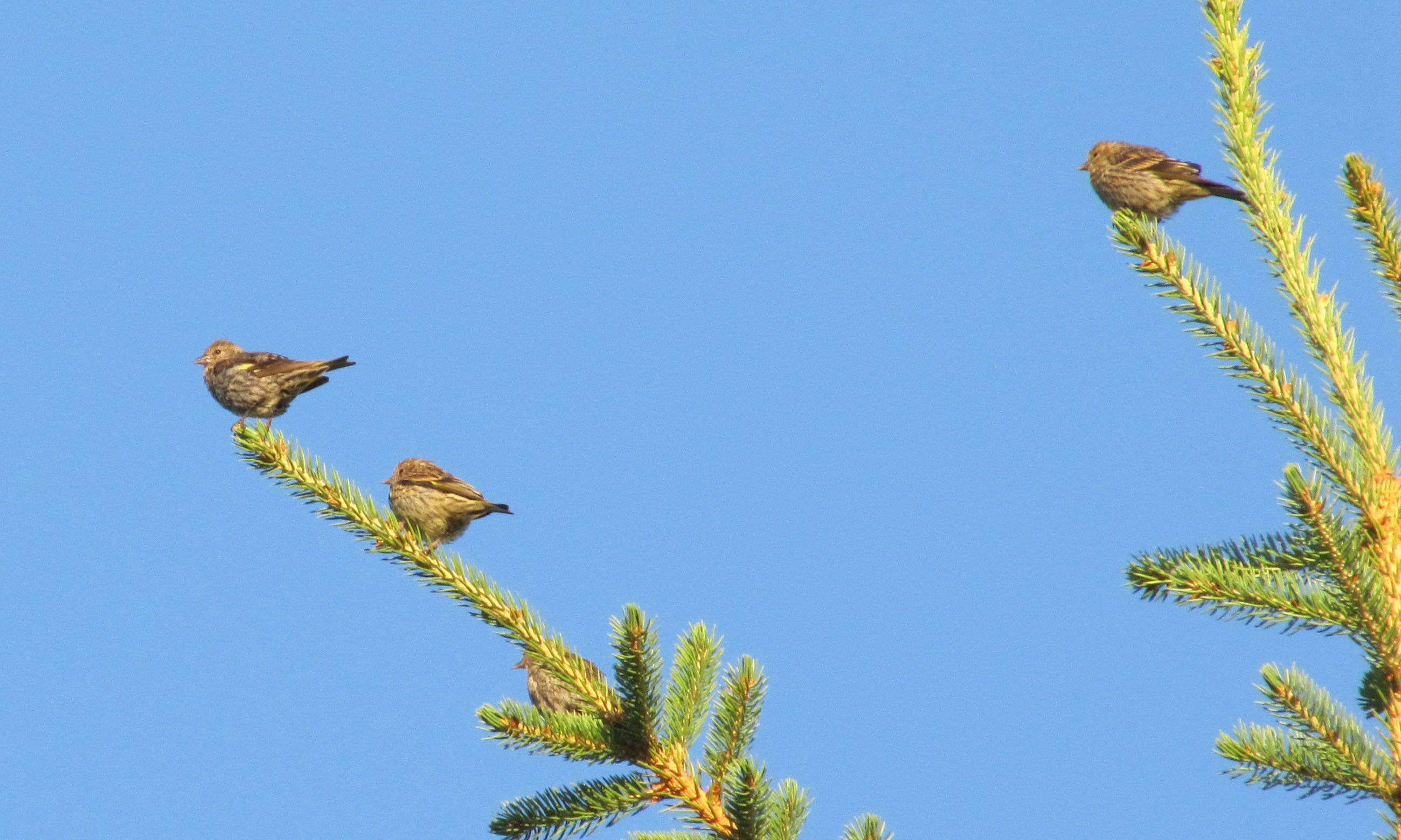 Several pine siskin perched on a tree.