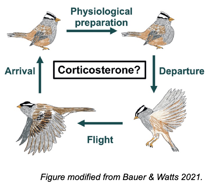A diagram showing different substages of the migratory stage in birds. These subpages are physiological preparation, departure, flight, and arrival.