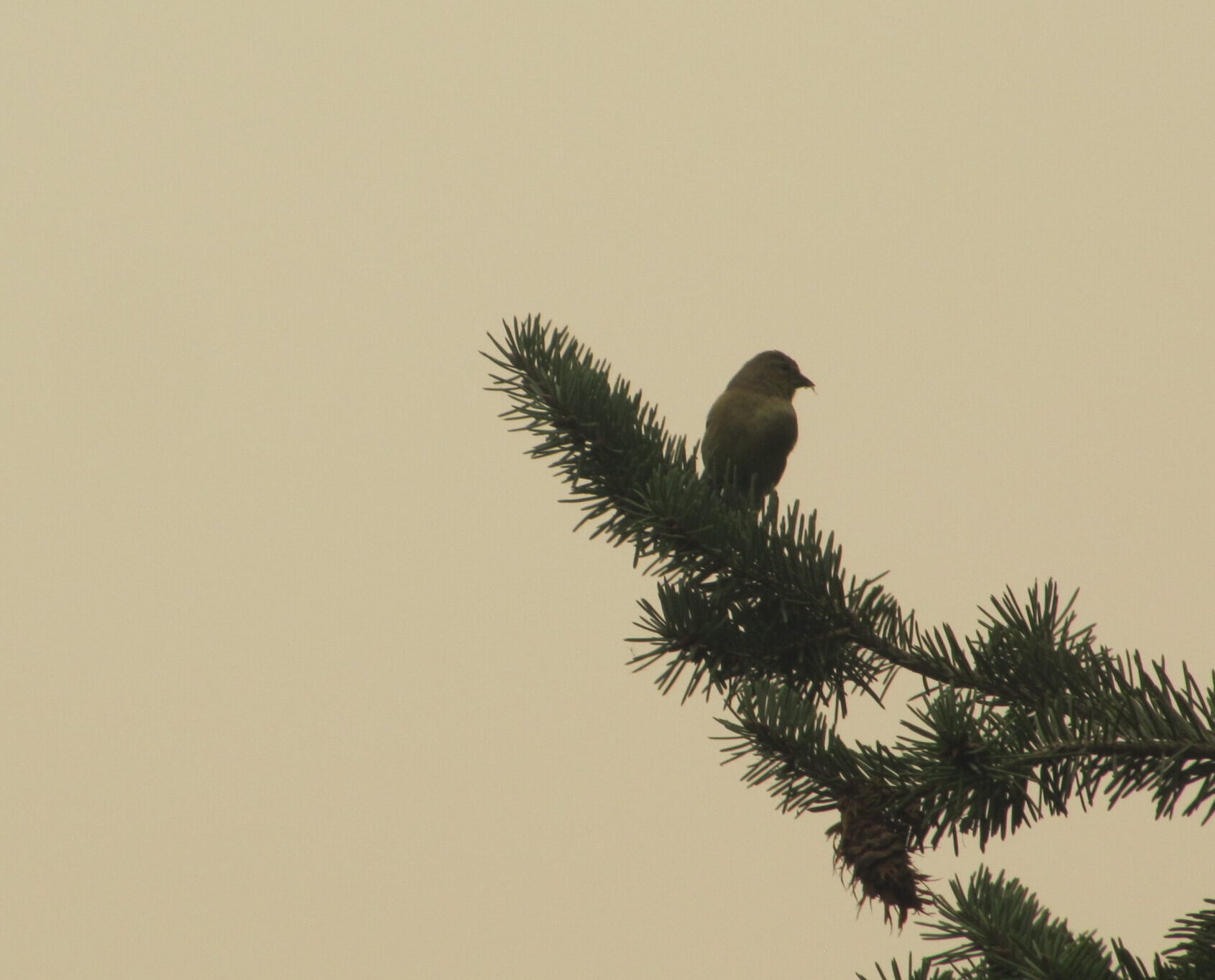 A perched pine siskin in silhouette