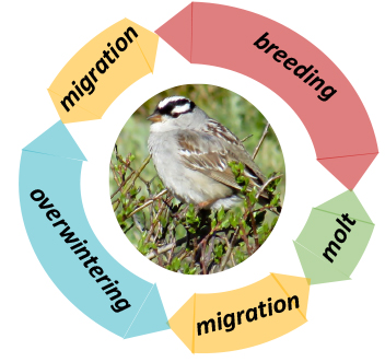 A diagram of the different stages of the annual cycle (migration, breeding, molt, migration, overwintering) with a photo of a mountain white-crowned sparrow.