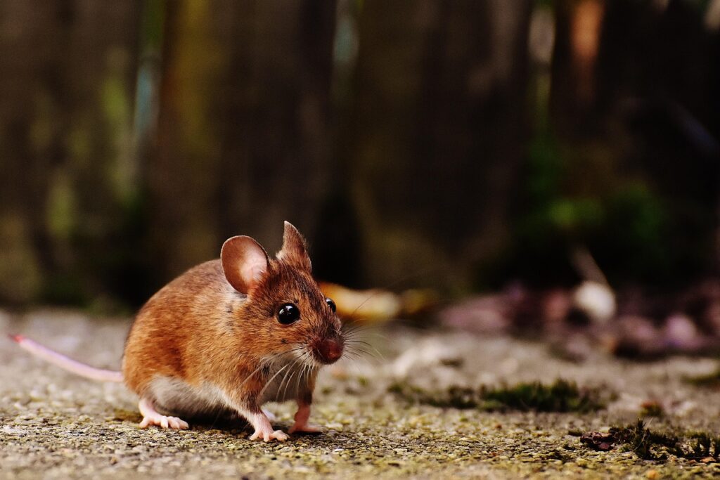 A mouse on the ground outside