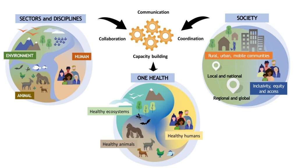 Animal, human, and environment sectors and disciplines and society are merged through collaboration, communication, coordination and capacity building to generate One Health, which is the intersection of healthy humans, animals, and ecosystems.