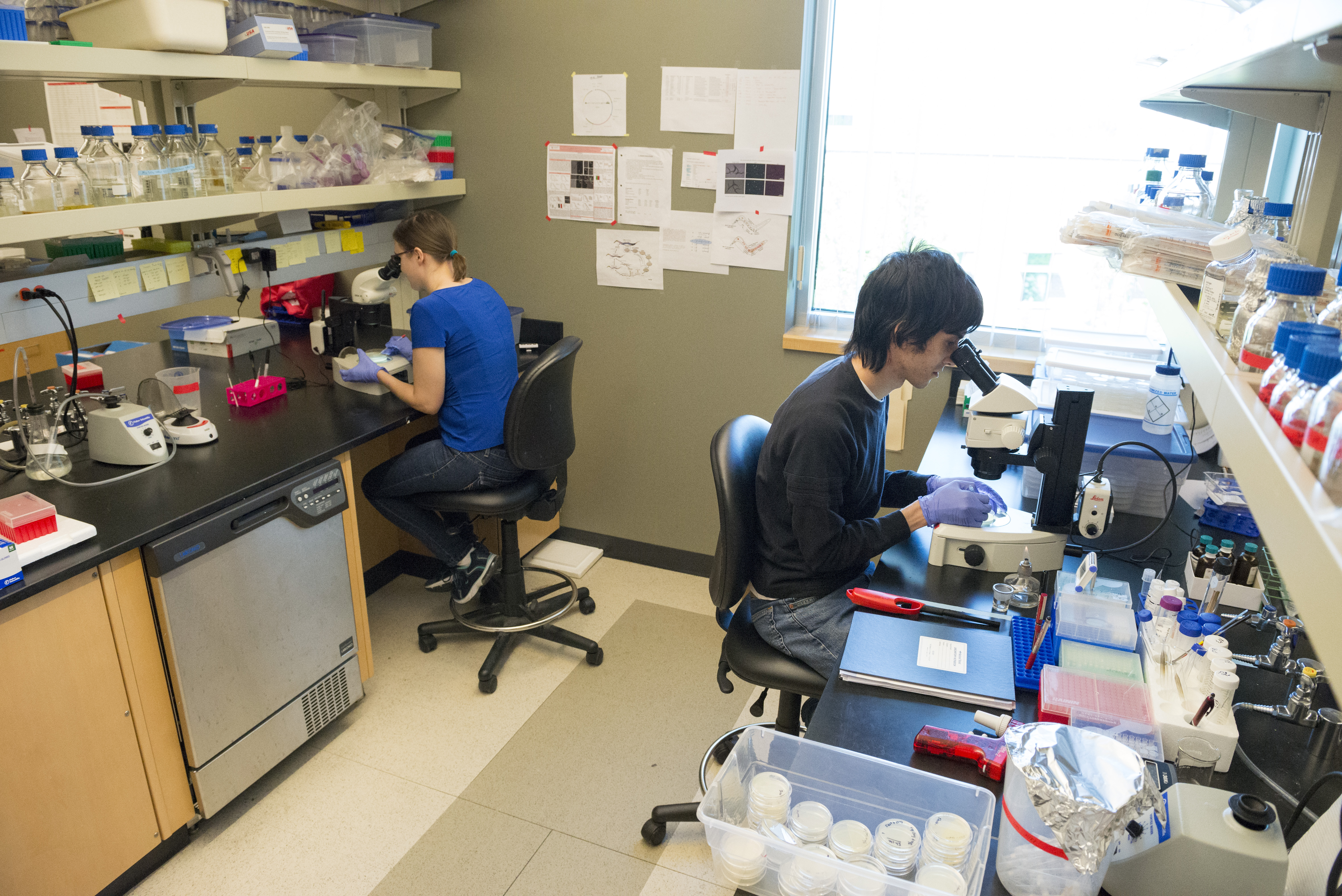 Two researchers working in the Sun lab looking into microscopes.