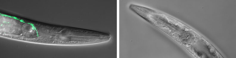 Close-up of cells under a microscope.