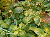 Basil