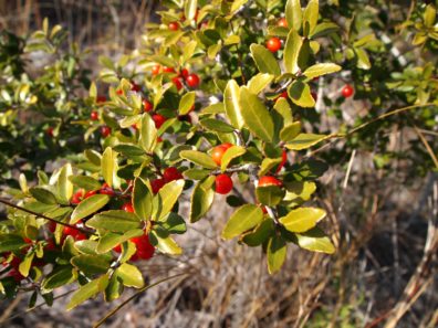 Image of Ilex vomitoria with berries and foliage.