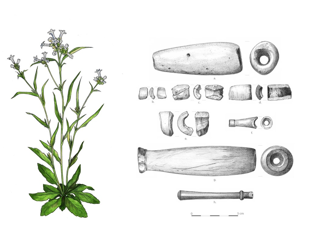 Nicotiana quadrivalvus and pipes