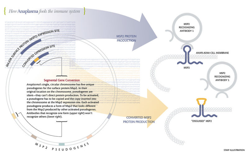 Anaplasma illustration